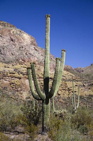 137 Organ Pipe Cactus National Monument.jpg